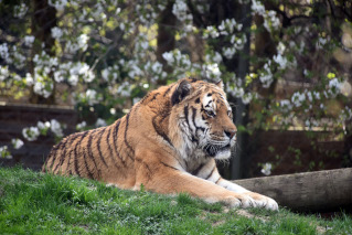 Oural s�en est all� - Tigre de Sib�rie du Zoo de Servion, le 18 novembre 2021. Reportage de Dany Schaer, journaliste photographe