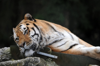 Oural s�en est all� - Tigre de Sib�rie du Zoo de Servion, le 18 novembre 2021. Reportage de Dany Schaer, journaliste photographe