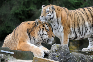 Oural s�en est all� - Tigre de Sib�rie du Zoo de Servion, le 18 novembre 2021. Reportage de Dany Schaer, journaliste photographe