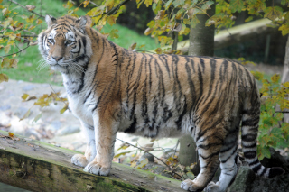 Oural s�en est all� - Tigre de Sib�rie du Zoo de Servion, le 18 novembre 2021. Reportage de Dany Schaer, journaliste photographe