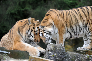 Oural s�en est all� - Tigre de Sib�rie du Zoo de Servion, le 18 novembre 2021. Reportage de Dany Schaer, journaliste photographe