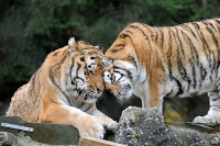 Oural s�en est all� - Tigre de Sib�rie du Zoo de Servion, le 18 novembre 2021 (cliquer ICI)