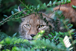 Trois b�b�s lynx au zoo de Servion - Paru dans l'Echo du Gros-de-Vaud le 23 juin 2022 - Reportage de Dany Schaer, journaliste photographe