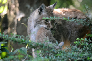 Trois b�b�s lynx au zoo de Servion - Paru dans l'Echo du Gros-de-Vaud le 23 juin 2022 - Reportage de Dany Schaer, journaliste photographe