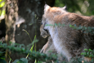 Trois b�b�s lynx au zoo de Servion - Paru dans l'Echo du Gros-de-Vaud le 23 juin 2022 - Reportage de Dany Schaer, journaliste photographe