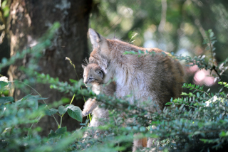 Trois b�b�s lynx au zoo de Servion - Paru dans l'Echo du Gros-de-Vaud le 23 juin 2022 - Reportage de Dany Schaer, journaliste photographe