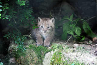 Trois b�b�s lynx au zoo de Servion - Paru dans l'Echo du Gros-de-Vaud le 23 juin 2022 - Reportage de Dany Schaer, journaliste photographe