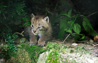 Trois b�b�s lynx au zoo de Servion - Paru dans l'Echo du Gros-de-Vaud le 23 juin 2022 - Reportage de Dany Schaer, journaliste photographe