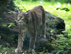 Trois b�b�s lynx au zoo de Servion - Paru dans l'Echo du Gros-de-Vaud le 23 juin 2022 - Reportage de Dany Schaer, journaliste photographe