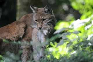 Trois b�b�s lynx au zoo de Servion - Paru dans l'Echo du Gros-de-Vaud le 23 juin 2022 - Reportage de Dany Schaer, journaliste photographe