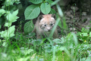 Trois b�b�s lynx au zoo de Servion - Paru dans l'Echo du Gros-de-Vaud le 23 juin 2022 - Reportage de Dany Schaer, journaliste photographe