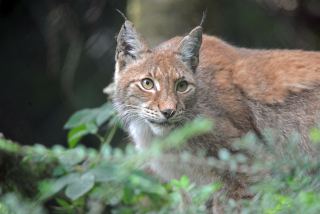 Trois b�b�s lynx au zoo de Servion - Paru dans l'Echo du Gros-de-Vaud le 23 juin 2022 - Reportage de Dany Schaer, journaliste photographe