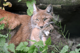 Trois b�b�s lynx au zoo de Servion - Paru dans l'Echo du Gros-de-Vaud le 23 juin 2022 - Reportage de Dany Schaer, journaliste photographe