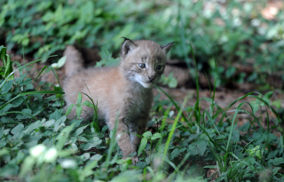 Trois b�b�s lynx au zoo de Servion - Paru dans l'Echo du Gros-de-Vaud le 23 juin 2022 - Reportage de Dany Schaer, journaliste photographe