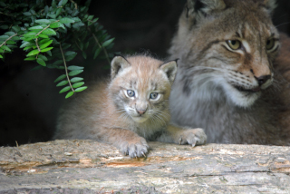 Trois b�b�s lynx au zoo de Servion - Paru dans l'Echo du Gros-de-Vaud le 23 juin 2022 - Reportage de Dany Schaer, journaliste photographe