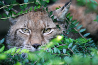 Trois b�b�s lynx au zoo de Servion - Paru dans l'Echo du Gros-de-Vaud le 23 juin 2022 (cliquer ICI)