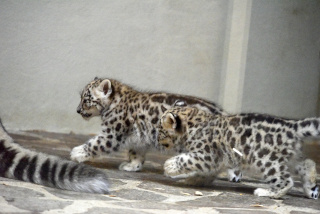 Deux jeunes panth�res des neiges au zoo de Servion. Reportage de Dany Schaer, journaliste photographe, 21 juillet 2022