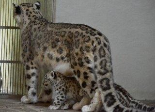 Deux jeunes panth�res des neiges au zoo de Servion. Reportage de Dany Schaer, journaliste photographe, 21 juillet 2022
