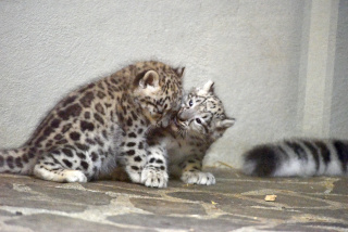 Deux jeunes panth�res des neiges au zoo de Servion. Reportage de Dany Schaer, journaliste photographe, 21 juillet 2022