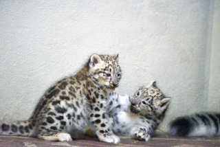 Deux jeunes panth�res des neiges au zoo de Servion. Reportage de Dany Schaer, journaliste photographe, 21 juillet 2022
