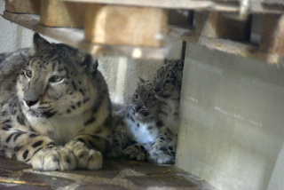 Deux jeunes panth�res des neiges au zoo de Servion. Reportage de Dany Schaer, journaliste photographe, 21 juillet 2022