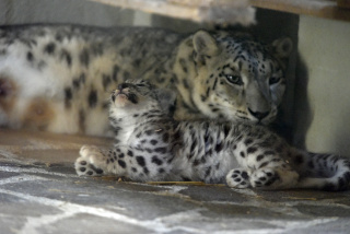Deux jeunes panth�res des neiges au zoo de Servion. Reportage de Dany Schaer, journaliste photographe, 21 juillet 2022