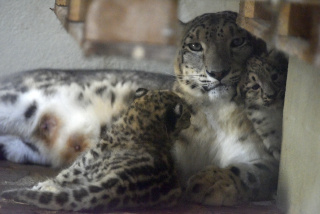 Deux jeunes panth�res des neiges au zoo de Servion. Reportage de Dany Schaer, journaliste photographe, 21 juillet 2022