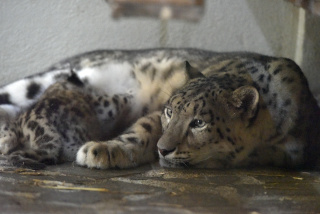 Deux jeunes panth�res des neiges au zoo de Servion. Reportage de Dany Schaer, journaliste photographe, 21 juillet 2022