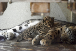 Deux jeunes panth�res des neiges au zoo de Servion. Reportage de Dany Schaer, journaliste photographe, 21 juillet 2022