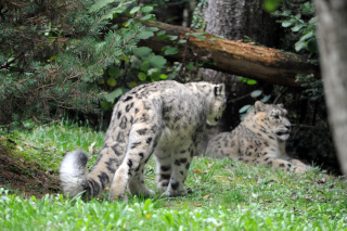 Deux jeunes panth�res des neiges au zoo de Servion. Reportage de Dany Schaer, journaliste photographe, 21 juillet 2022
