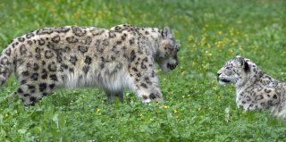 Deux jeunes panth�res des neiges au zoo de Servion. Reportage de Dany Schaer, journaliste photographe, 21 juillet 2022