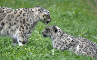 Deux jeunes panth�res des neiges au zoo de Servion. Reportage de Dany Schaer, journaliste photographe, 21 juillet 2022
