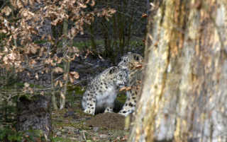 Deux jeunes panth�res des neiges au zoo de Servion. Reportage de Dany Schaer, journaliste photographe, 21 juillet 2022