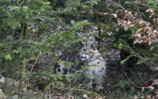 Deux jeunes panth�res des neiges au zoo de Servion. Reportage de Dany Schaer, journaliste photographe, 21 juillet 2022