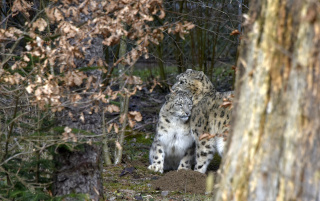 Deux jeunes panth�res des neiges au zoo de Servion. Reportage de Dany Schaer, journaliste photographe, 21 juillet 2022