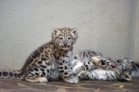 Deux jeunes panth�res des neiges au zoo de Servion - 21 juillet 2022 (cliquer ICI)