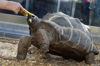 Tortues g�antes des Seychelles: Brigitte et Ralphi d�couvrent leur nouvel environnement. Chavornay, avril 2022 (cliquer ICI)