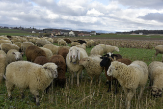 La transhumance hivernale, une tradition bien vivante. De Goumoens � Echallens, Nicola Toscano, berger. 28 janvier 2024 - Reportage de Dany Schaer, journaliste photographe
