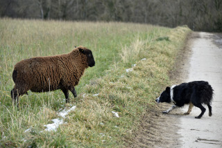 La transhumance hivernale, une tradition bien vivante. De Goumoens � Echallens, Nicola Toscano, berger. 28 janvier 2024 - Reportage de Dany Schaer, journaliste photographe