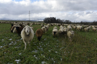 La transhumance hivernale, une tradition bien vivante. De Goumoens � Echallens, Nicola Toscano, berger. 28 janvier 2024 - Reportage de Dany Schaer, journaliste photographe