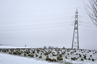 La transhumance hivernale, une tradition bien vivante. De Goumoens � Echallens, Nicola Toscano, berger. 28 janvier 2024 - Reportage de Dany Schaer, journaliste photographe