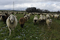 La transhumance hivernale, une tradition bien vivante. De Goumoens � Echallens, Nicola Toscano, berger. 28 janvier 2024  (cliquer ICI)