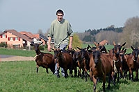 La Suisse, berceau de l��levage caprin moderne. Forel/Lavaux, avril 2014 (Cliquer ICI)