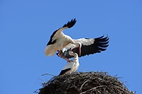 La cigogne, nous revient avec le printemps - F�vrier 2014 (Cliquer ICI)