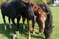 Haras national suisse, les étalons sont en bonne santé ! Février 2012 (Cliquer ICI)