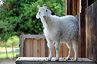 La chèvre Angora, le sacre d’une douceur. Boutique "Mohair du Jorat" - Ropraz, mai 2011 (Cliquer ICI)