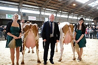 Les vaches laiti�res font le spectacle. Malapalud, avril 2015 (cliquer ICI)