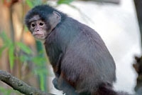 Capucine, la doyenne du zoo de Servion s�est �teinte - D�cembre 2015 (Cliquer ICI)