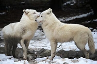 Iris est arriv�e pour la Saint-Valentin au Zoo de Sevion