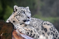 Nouvel-An blanc pour les animaux du Zoo de Servion - Janvier 2012 (Cliquer ICI)